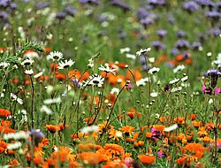 zoom sur un champ de fleurs (oranges, violettes, roses et blanches)
