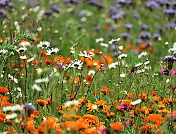 zoom sur un champ de fleurs (oranges, violettes, roses et blanches)