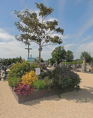 Parterre de plantes avec un arbuste au milieu - Agrandir l'image, .JPG 3 Mo (fenêtre modale)