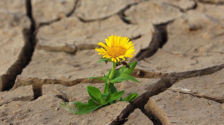 Terre très sèche qui a craquelé en plusieurs morceaux. Un pissenli a fleuri.